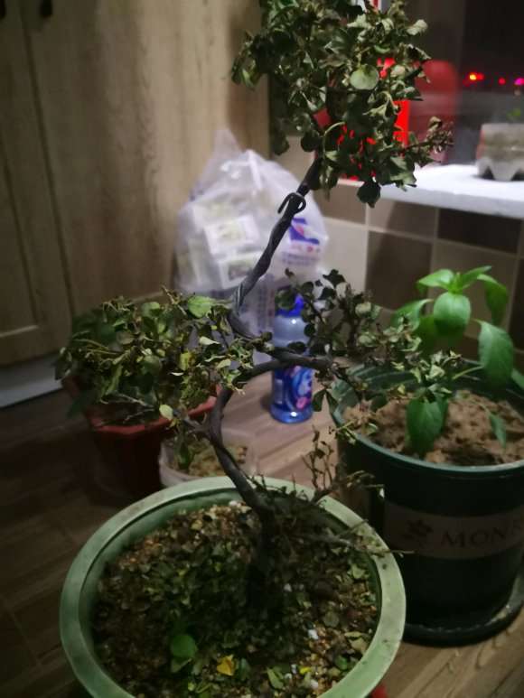 平枝栒子下山桩叶子都枯萎了