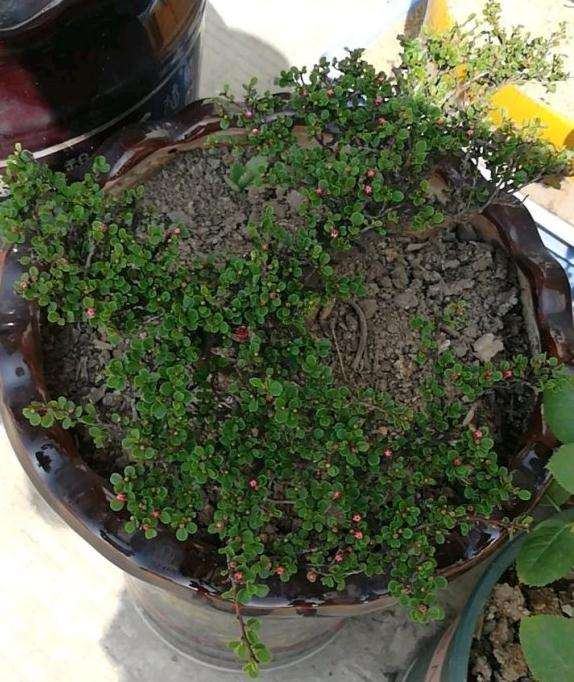 这颗栒子下山桩 请问是什么品种