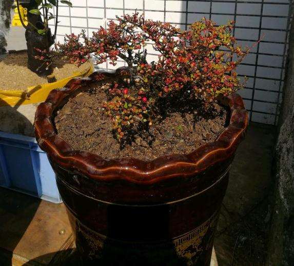 这颗栒子下山桩 请问是什么品种