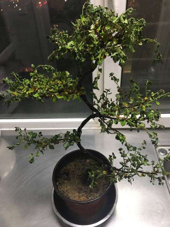 平枝栒子下山桩的叶子干了 