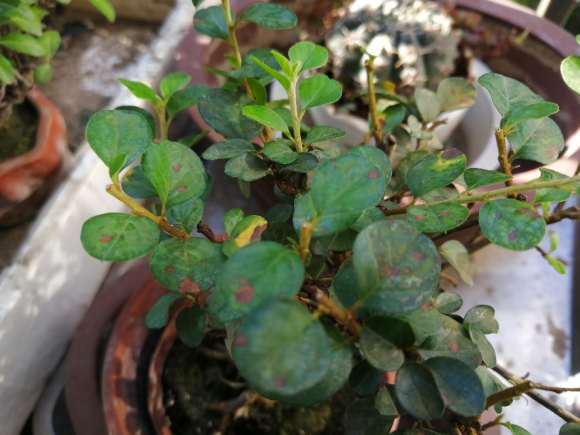 栒子下山桩的叶子怎么会这样