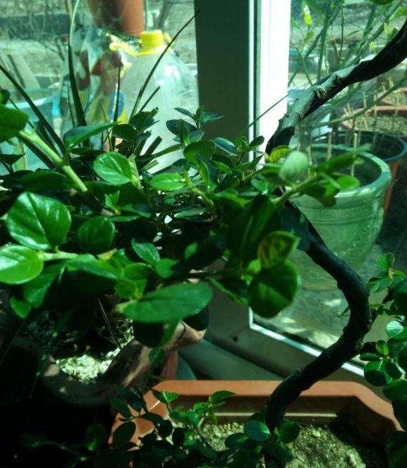 我买的是不是平枝栒子下山桩吗