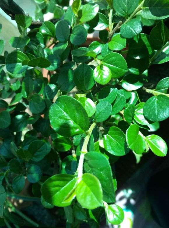 我买的是不是平枝栒子下山桩吗