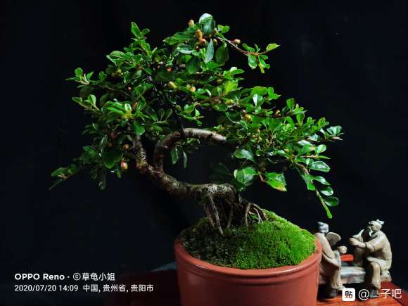 2年多的平枝栒子下山桩