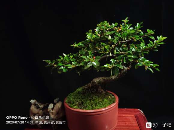 2年多的平枝栒子下山桩