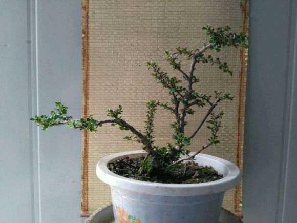 栒子下山桩在广东能结果吗