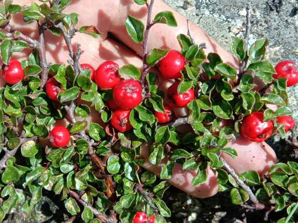 栒子下山桩叶子开始红了