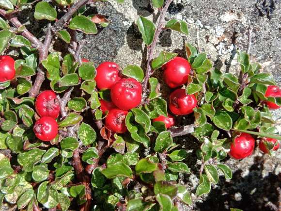 栒子下山桩叶子开始红了