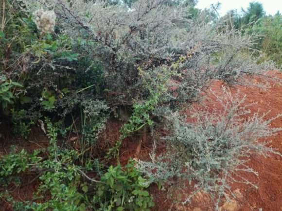 有人玩这种栒子下山桩吗