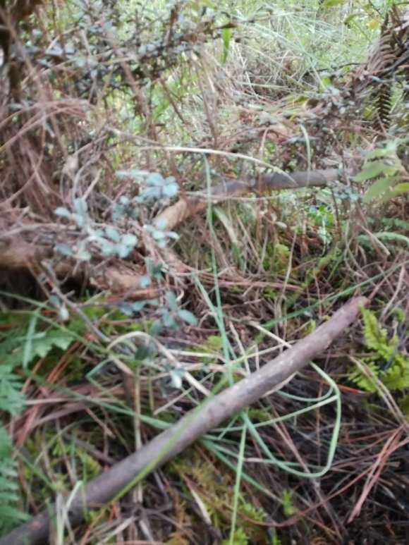 有人玩这种栒子下山桩吗