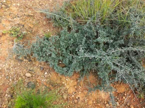 有人玩这种栒子下山桩吗