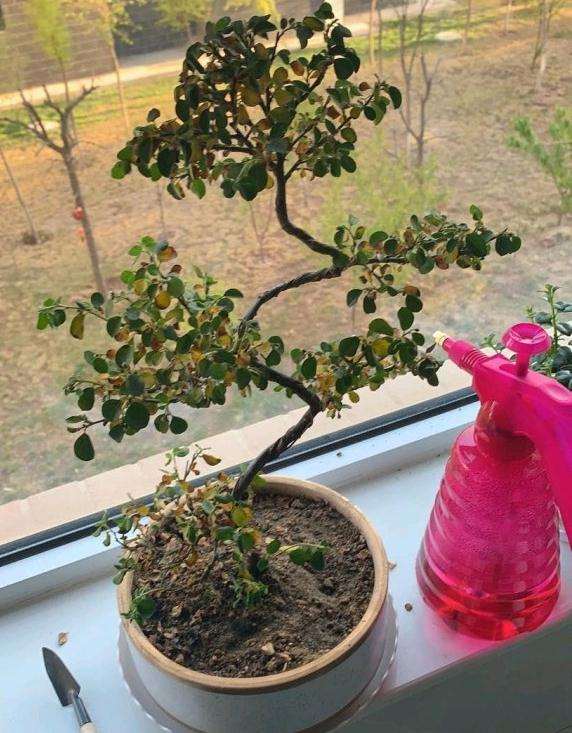 云南的珍珠栒子下山桩