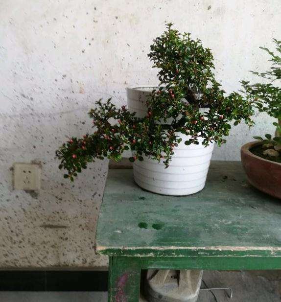 山东的朋友有养平枝荀子下山桩的吗