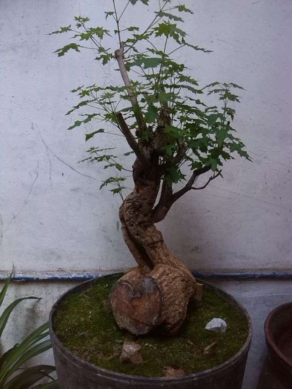 五角枫下山桩树叶子突然干了