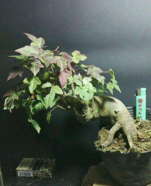 为什么五角枫下山桩做盆景的很少