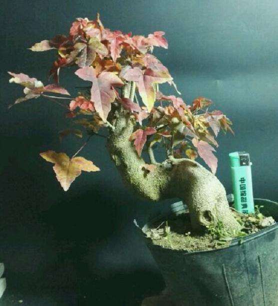 为什么五角枫下山桩做盆景的很少