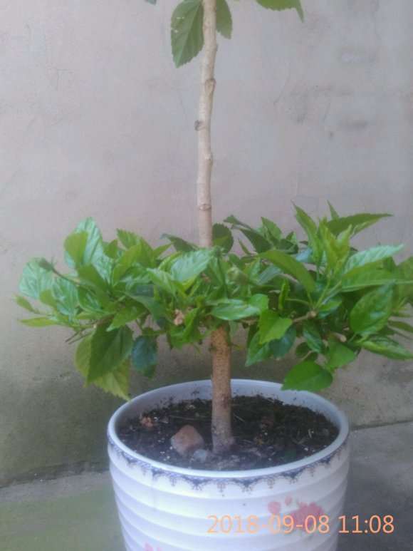 扶桑花下山桩怎么造型的方法