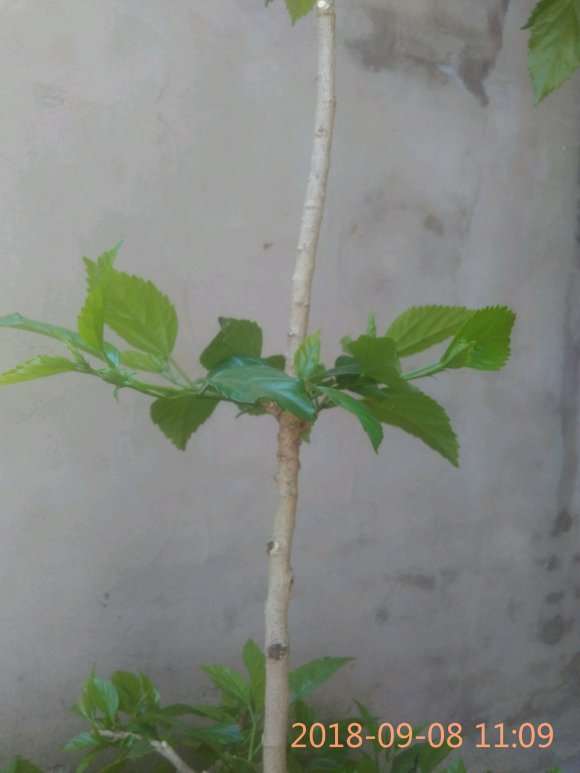 扶桑花下山桩怎么造型的方法