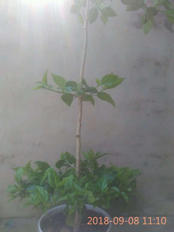 扶桑花下山桩怎么造型的方法