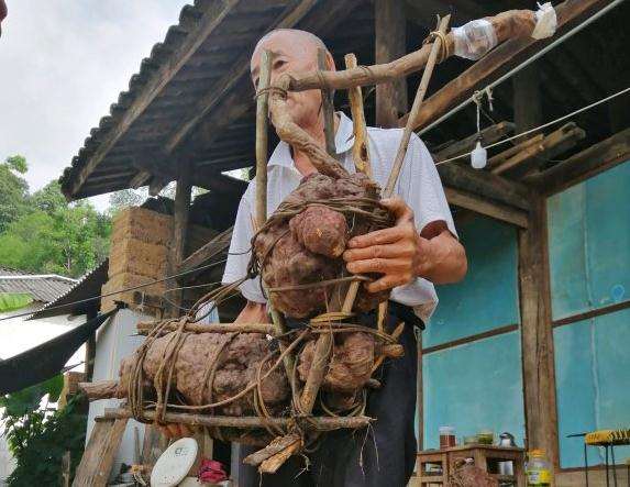 大型何首乌下山桩