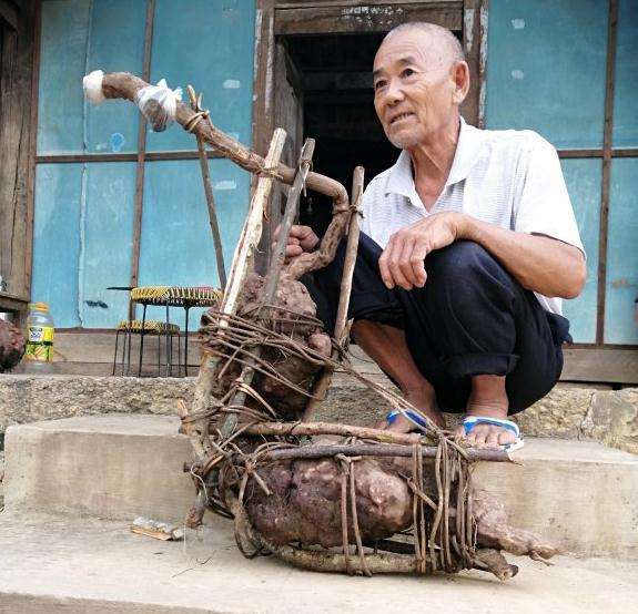 大型何首乌下山桩