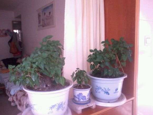 为什么何首乌下山桩1年换1次土