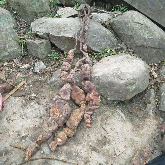 昨天挖了3个何首乌下山桩