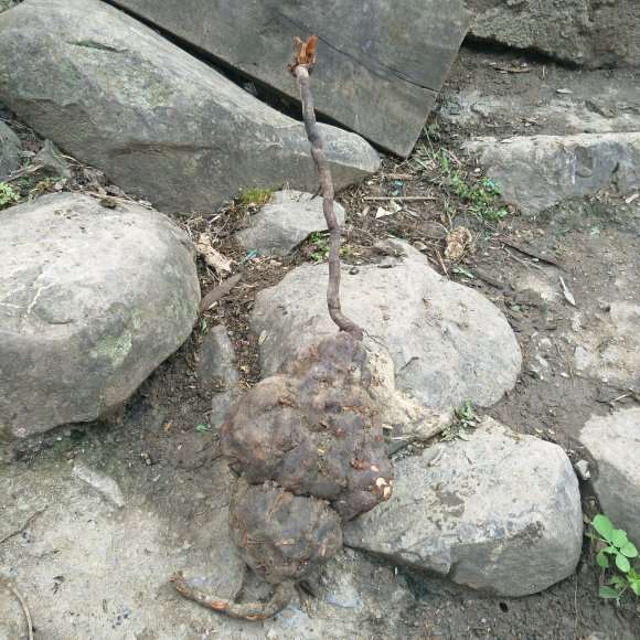 昨天挖了3个何首乌下山桩