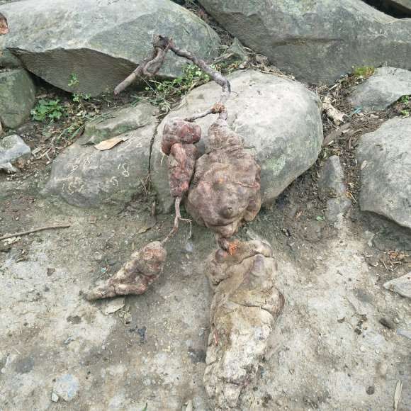 昨天挖了3个何首乌下山桩