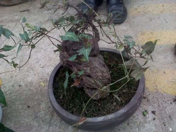 4斤以上的何首乌下山桩