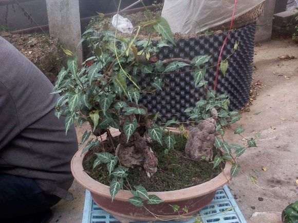 4斤以上的何首乌下山桩