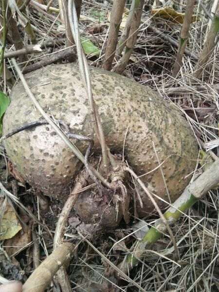 何首乌下山桩论斤卖