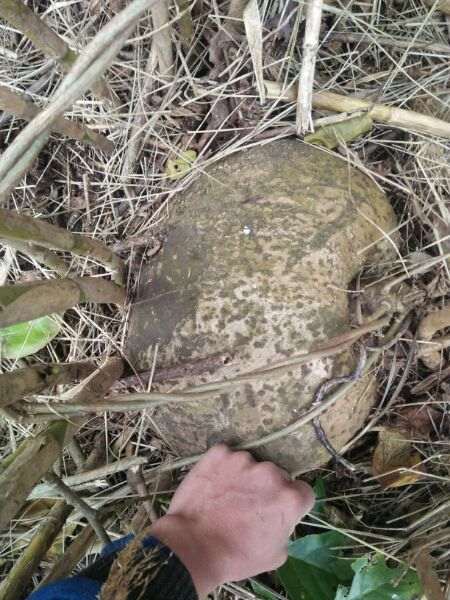 何首乌下山桩论斤卖