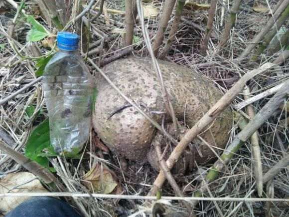 何首乌下山桩论斤卖