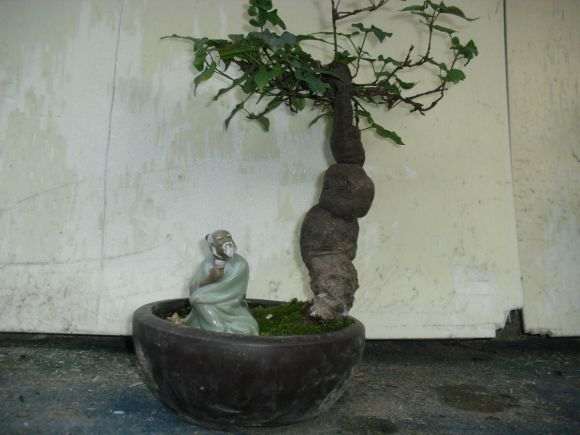 养了40年的何首乌下山桩