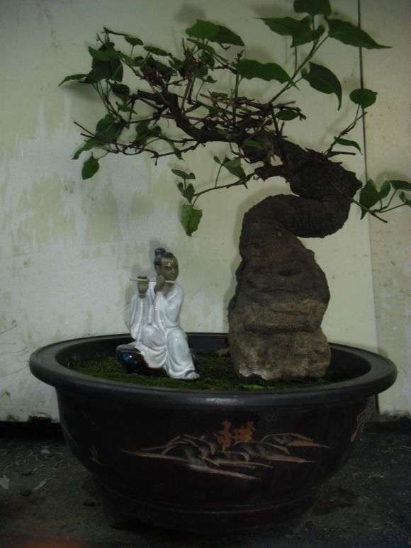 养了40年的何首乌下山桩