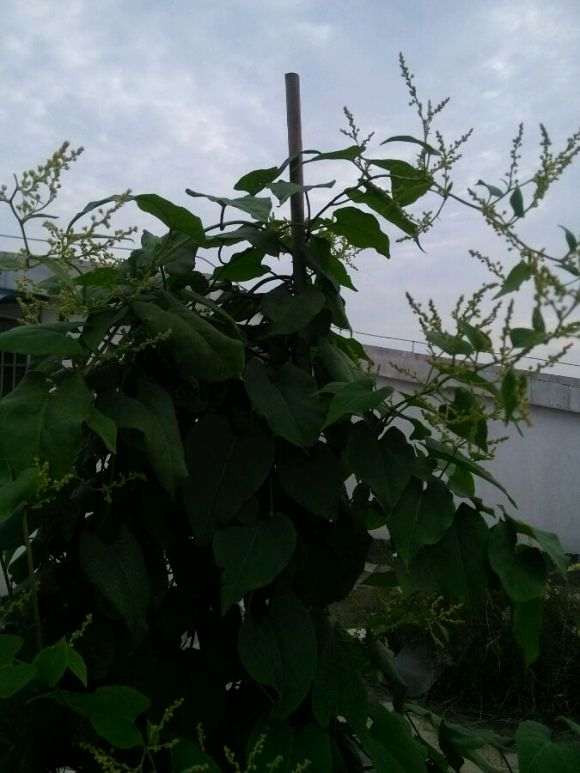 我种的何首乌下山桩开花了