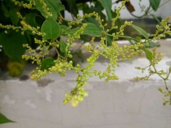 我种的何首乌下山桩开花了