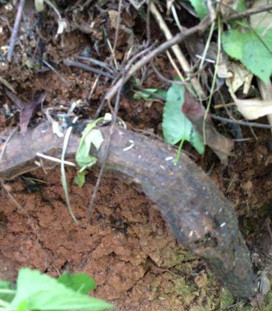 何首乌龙下山桩的头掉了 还会发芽吗