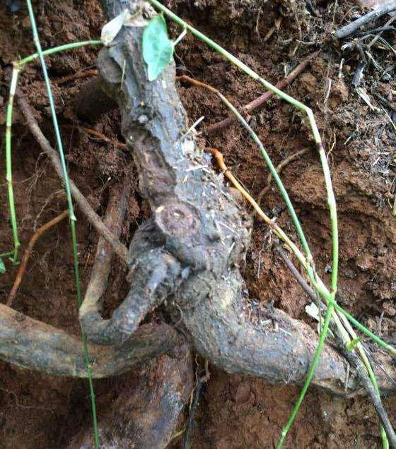 何首乌龙下山桩的头掉了 还会发芽吗