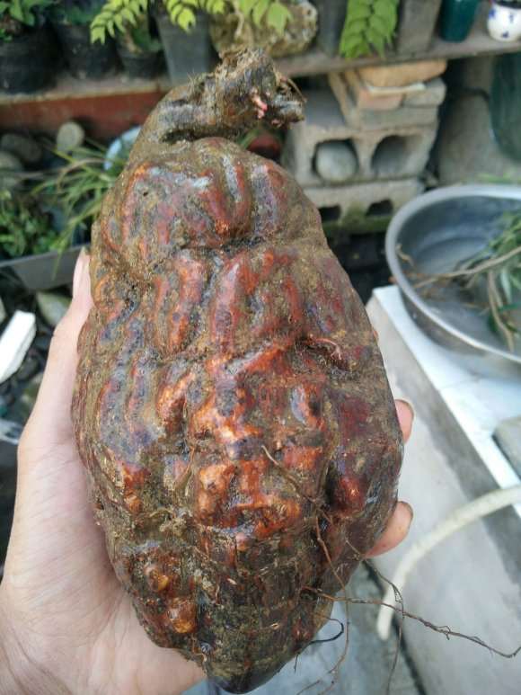 何首乌下山桩已经发芽