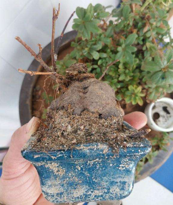 何首乌下山桩发芽了