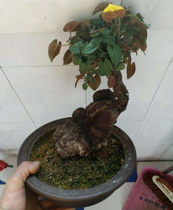 何首乌下山桩发芽了