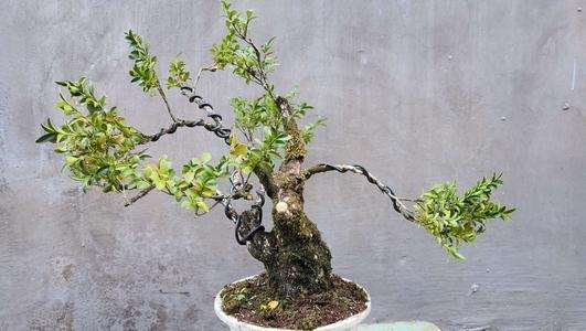 盆景蟠扎用什么铝丝最好