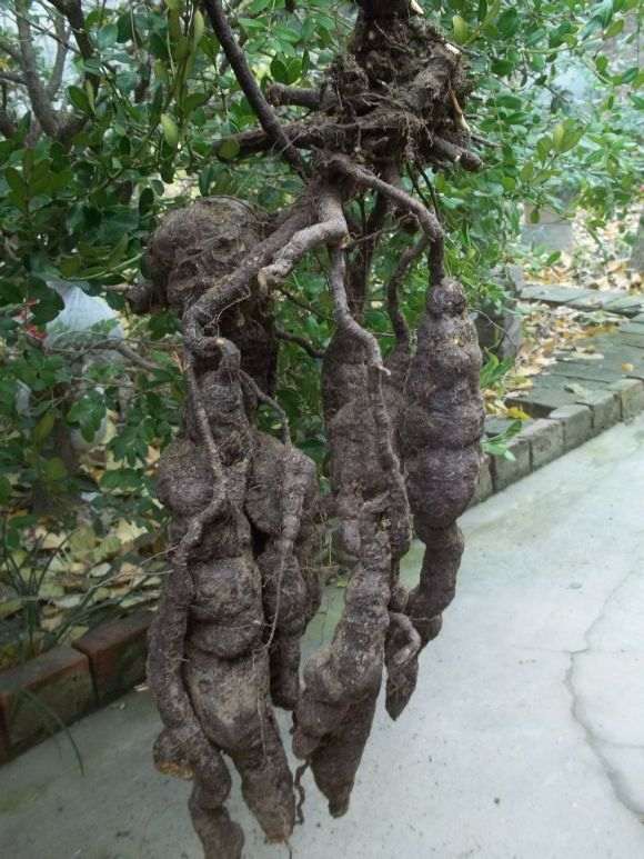 大型何首乌下山桩 12斤重 怎么样