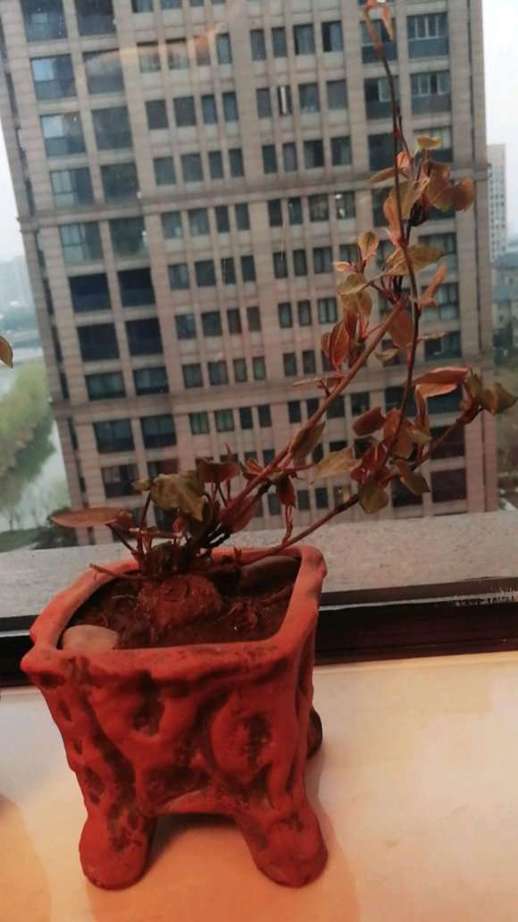 买来养了半年的何首乌下山桩