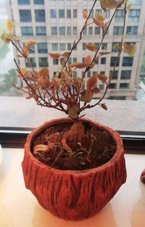 买来养了半年的何首乌下山桩