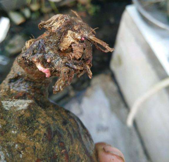 何首乌下山桩没有龙头能发芽成活吗