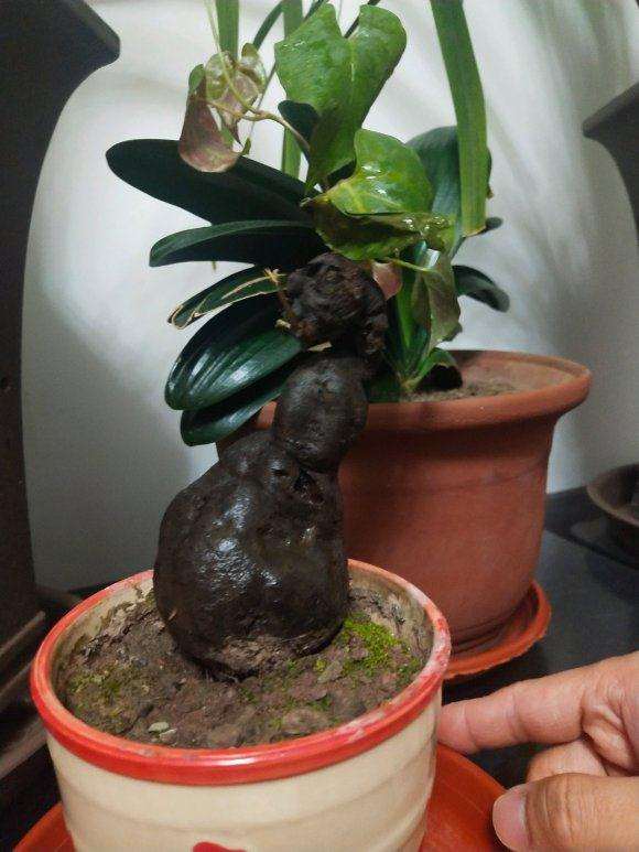 何首乌盆栽下山桩的养殖问题