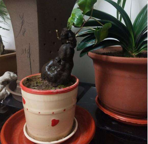 何首乌盆栽下山桩的养殖问题